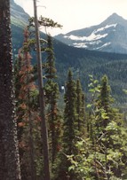 moose.gif (18561 bytes)